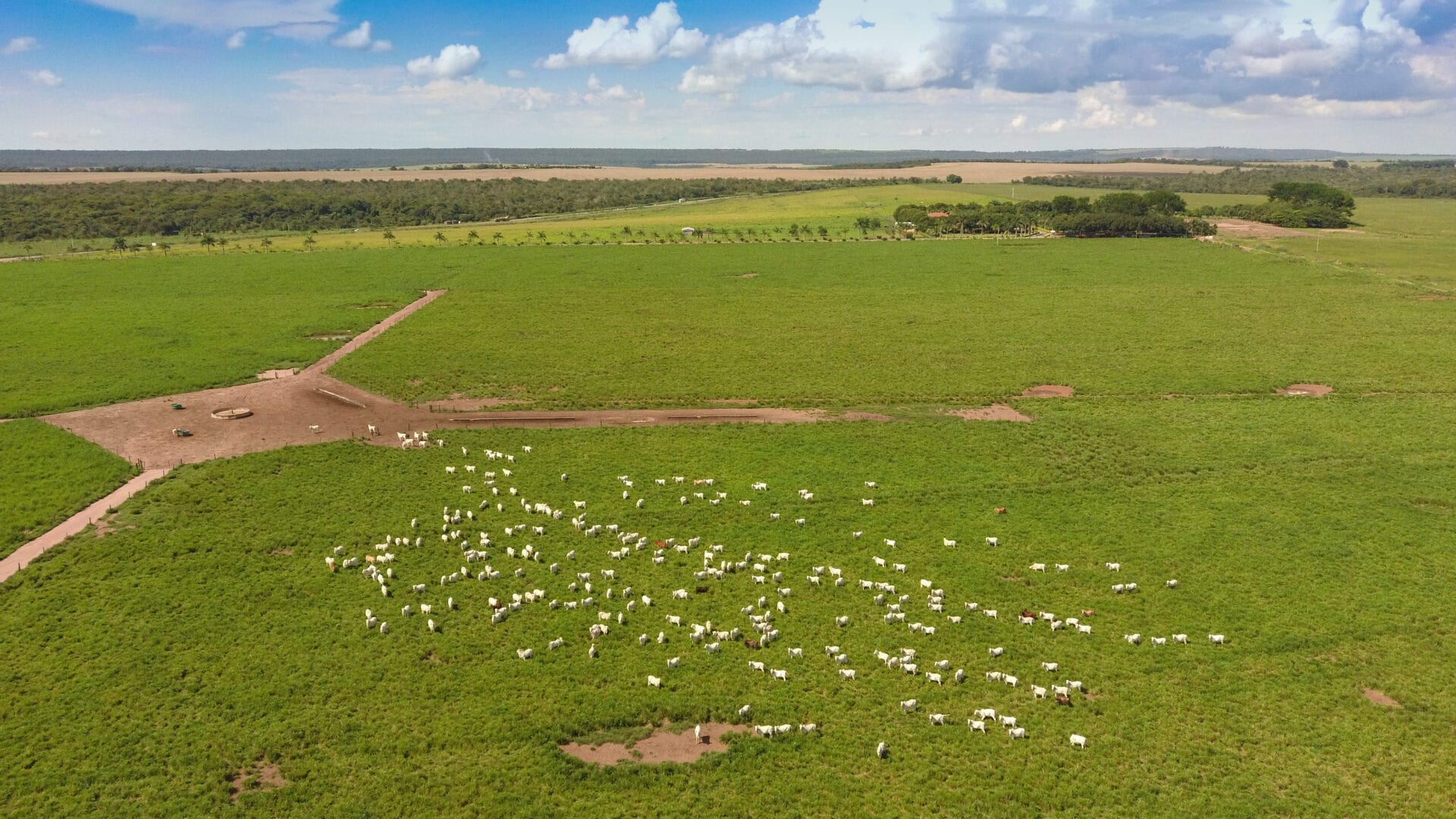 Cattle-driven deforestation in Brazil